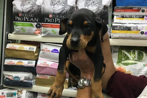 TUNALI PETSHOP ANKARA Kürşat Keskin - Resim 8