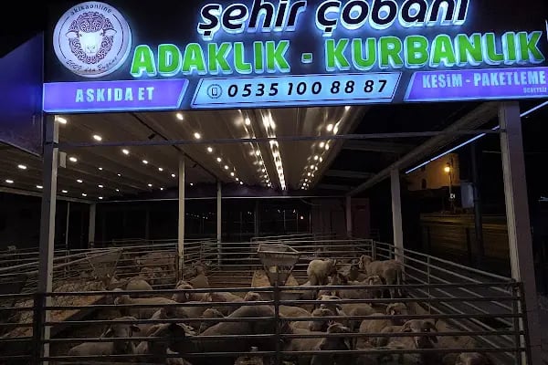 Şehir Çobanı Online Kurban - Resim 7