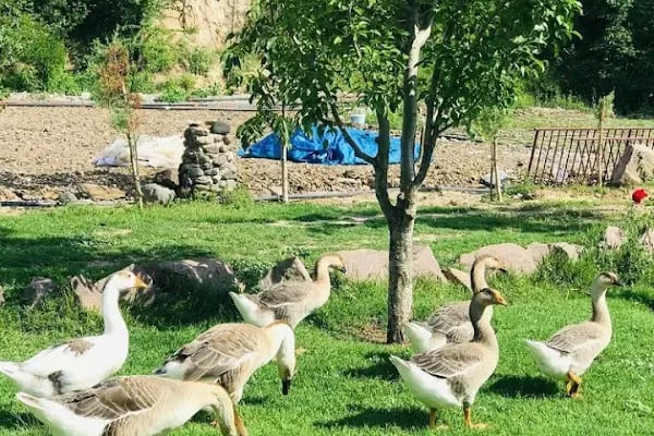 USTAOĞLU ÇİFTLİĞİ - Resim 12