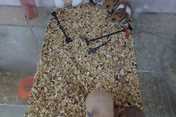 Su Batu Minik Canlar Pet Shop - Resim 4