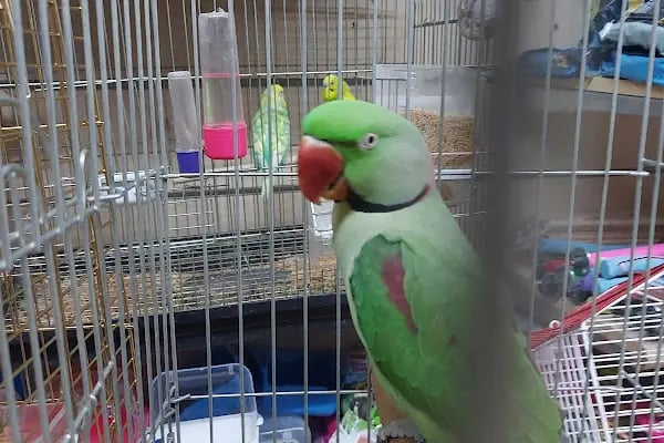 Su Batu Minik Canlar Pet Shop - Resim 8