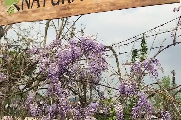 Poyrazlar Natura Garden Tiny House Karavan Çadır Kamp - Resim 11