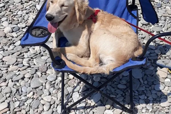 Bodrum Veteriner - New Life Veteriner Kliniği - Resim 19