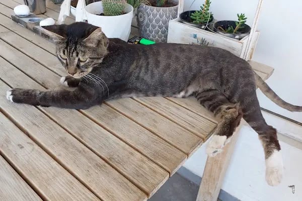 Bodrum Veteriner - New Life Veteriner Kliniği - Resim 7