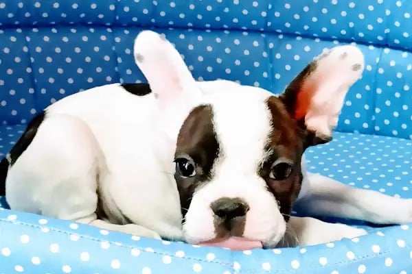 Zeus Pet Market - Resim 18
