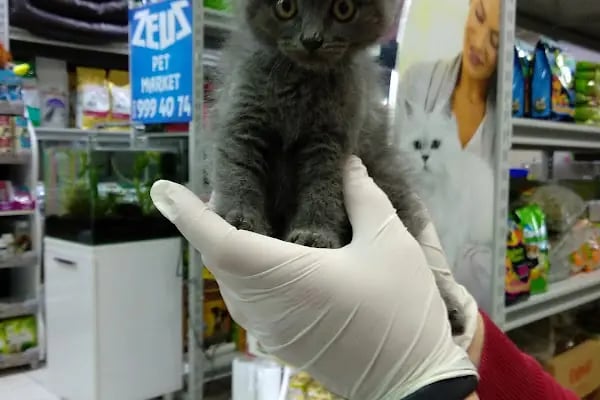 Zeus Pet Market - Resim 7