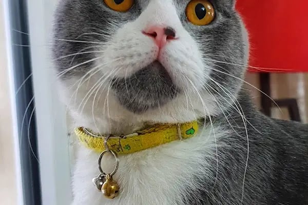 Aşk Veteriner Kliniği - Resim 5