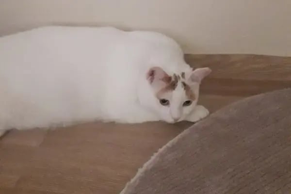 Aşk Veteriner Kliniği - Resim 12
