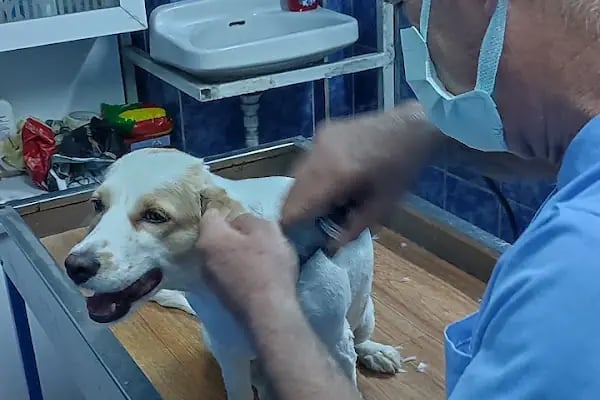Olgun Veteriner Kliniği - Resim 15