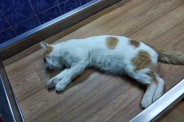 Olgun Veteriner Kliniği - Resim 4