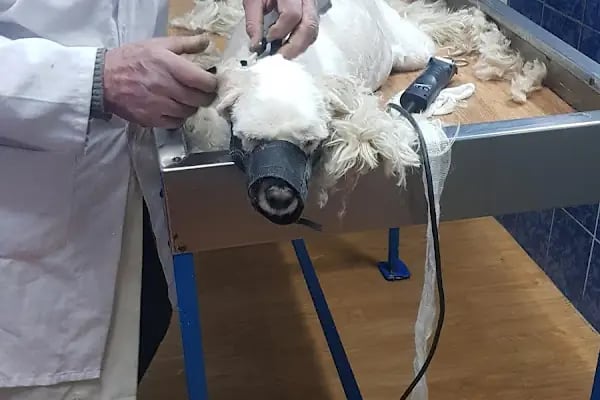 Olgun Veteriner Kliniği - Resim 14