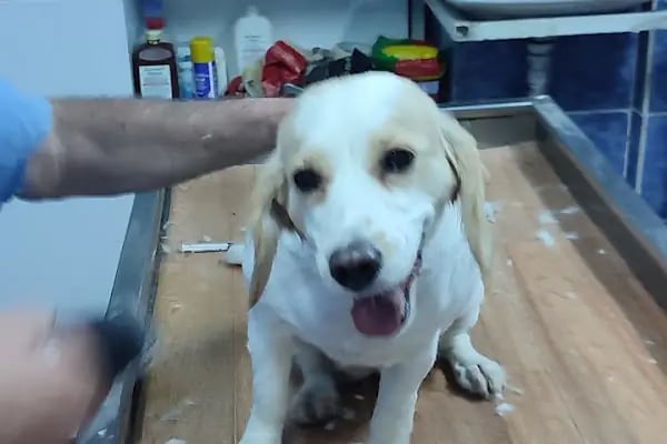 Olgun Veteriner Kliniği - Resim 3