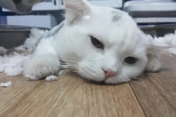 Olgun Veteriner Kliniği - Resim 2