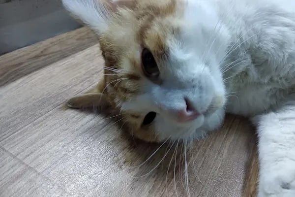 Olgun Veteriner Kliniği - Resim 6