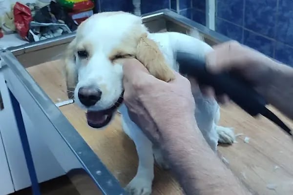 Olgun Veteriner Kliniği - Resim 10