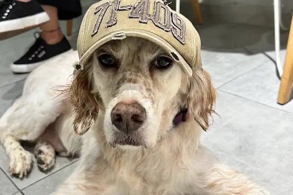 Ataşehir Vet-Point Veteriner Kliniği - Resim 7