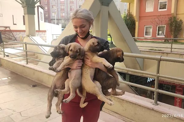 Ataşehir Vet-Point Veteriner Kliniği - Resim 17