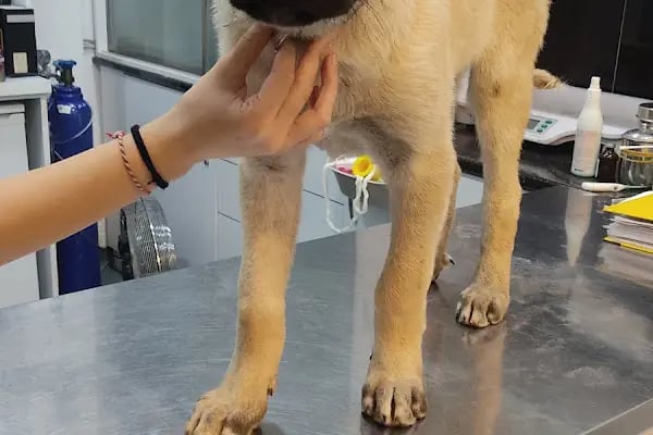 Ataşehir Vet-Point Veteriner Kliniği - Resim 2
