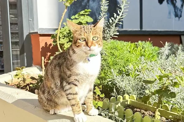 Ataşehir Vet-Point Veteriner Kliniği - Resim 12