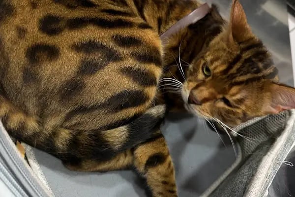 Ataşehir Vet-Point Veteriner Kliniği - Resim 14
