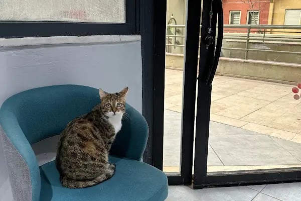 Ataşehir Vet-Point Veteriner Kliniği - Resim 9