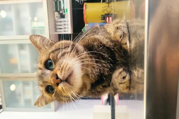 Ataşehir Vet-Point Veteriner Kliniği - Resim 3