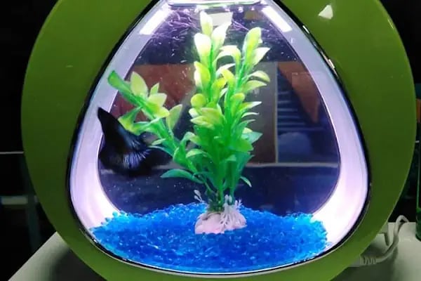Karadeniz Petshop Kocaeli - Resim 4