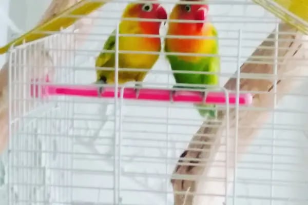 Karadeniz Petshop Kocaeli - Resim 19