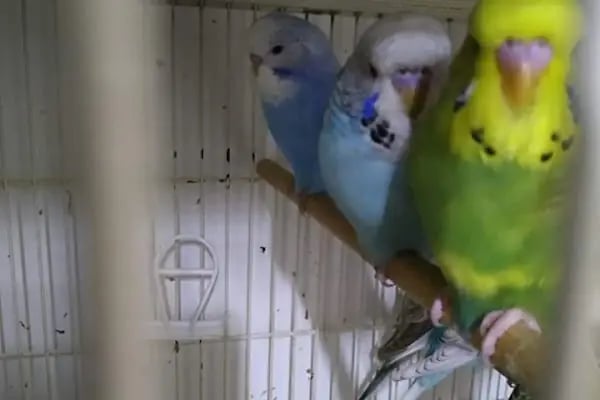 Karadeniz Petshop Kocaeli - Resim 16
