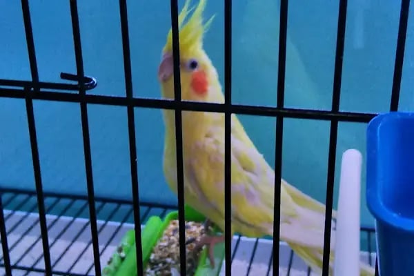 Karadeniz Petshop Kocaeli - Resim 15