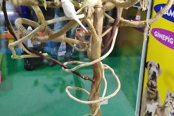 Karadeniz Petshop Kocaeli - Resim 5