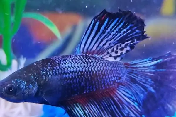 Karadeniz Petshop Kocaeli - Resim 13