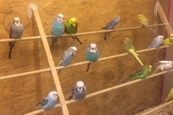 Yüce Petshop - Resim 9