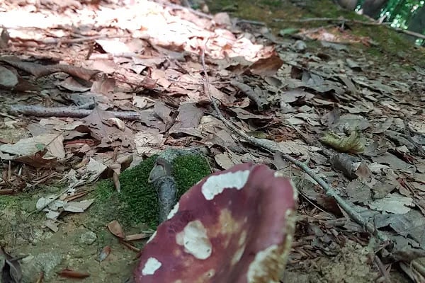 Polonezköy Yürüyüş Parkuru Başlangıcı - Resim 12