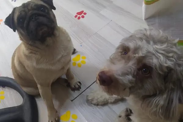 Petshop Kavaklık - Resim 13
