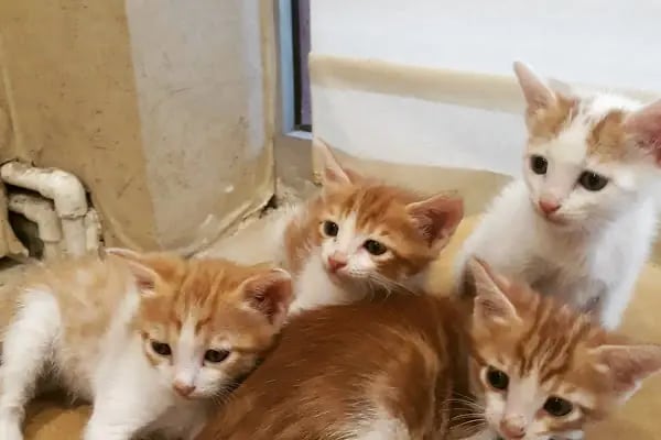 Petshop Kavaklık - Resim 8