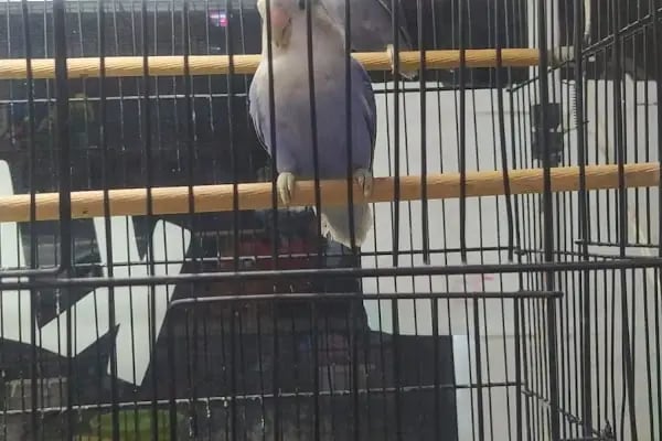 Petshop Kavaklık - Resim 3