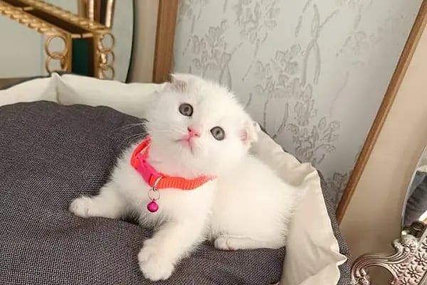 Petshop Kavaklık - Resim 20