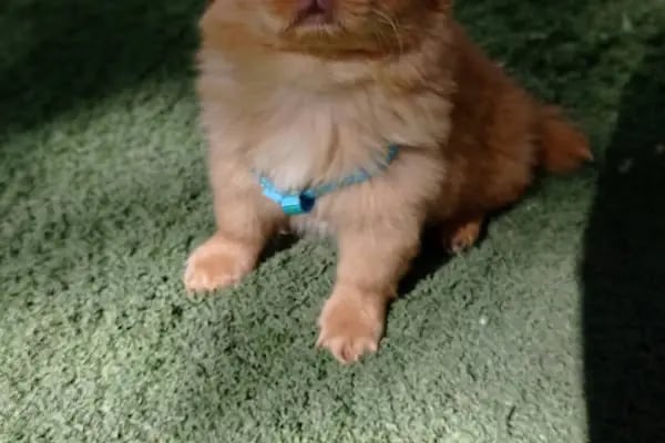 Petshop Kavaklık - Resim 18