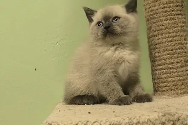 Petshop Kavaklık - Resim 12
