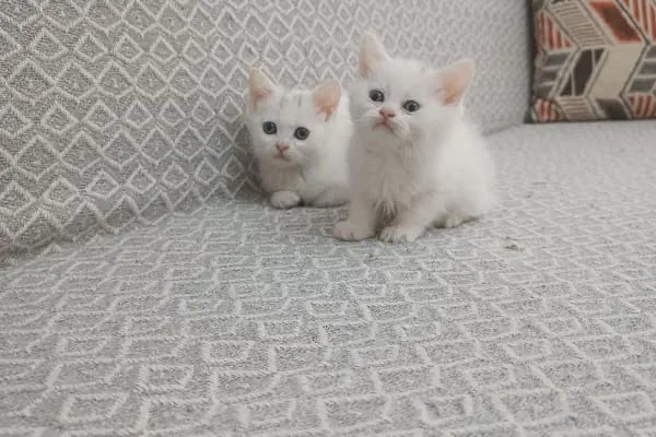 Petshop Kavaklık - Resim 5