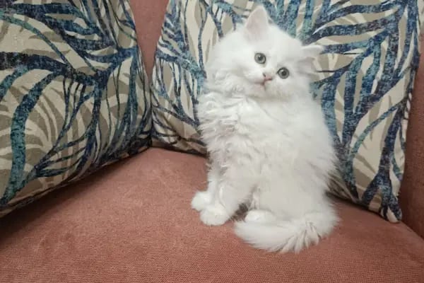 Petshop Kavaklık - Resim 4