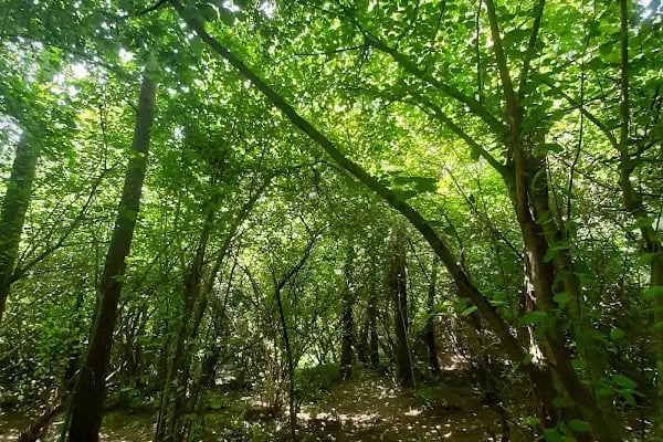 Şamlar Tabiat Parkı - Resim 18