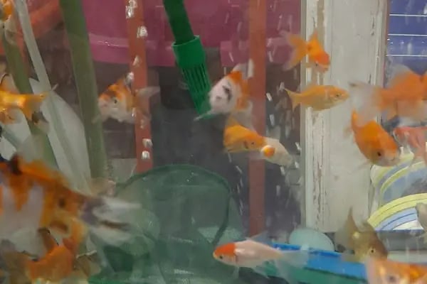 Şen Kardeşler Petshop - Resim 18