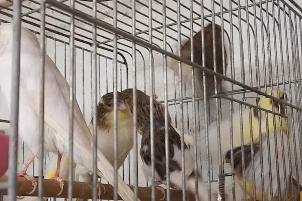Şen Kardeşler Petshop - Resim 7