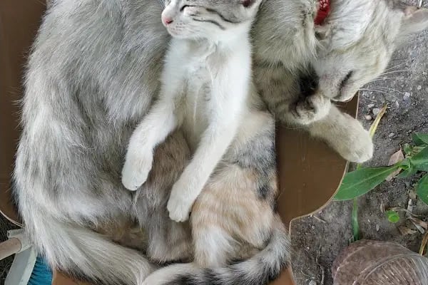 Tekin Aile Kampı - Resim 19