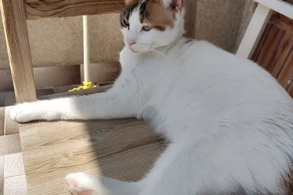 Vet 16 Veteriner Kliniği - Resim 8