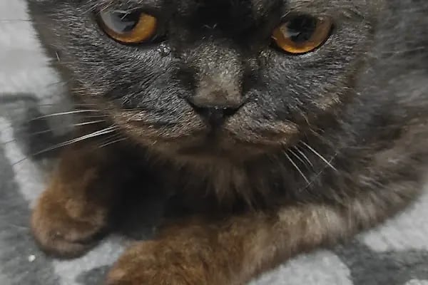 Vet 16 Veteriner Kliniği - Resim 20