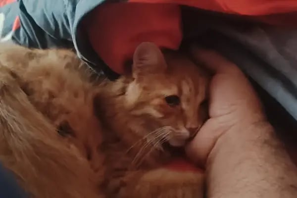 Vet 16 Veteriner Kliniği - Resim 14