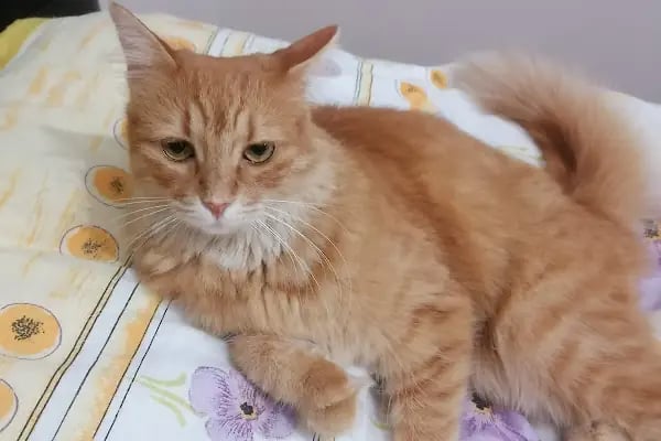 Vet 16 Veteriner Kliniği - Resim 5